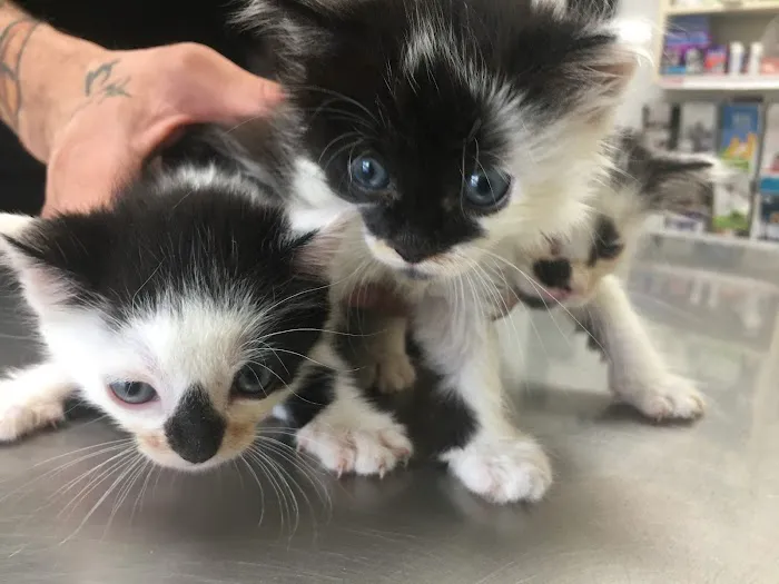 Manhasset Animal Hospital 1