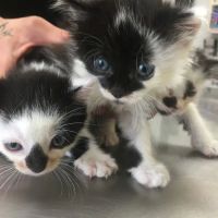 Manhasset Animal Hospital ico