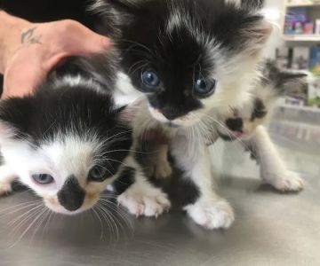 Manhasset Animal Hospital