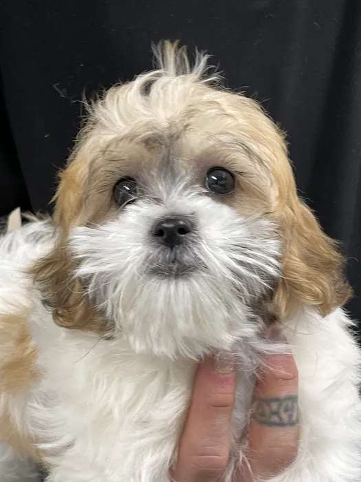 Manhasset Animal Hospital 3