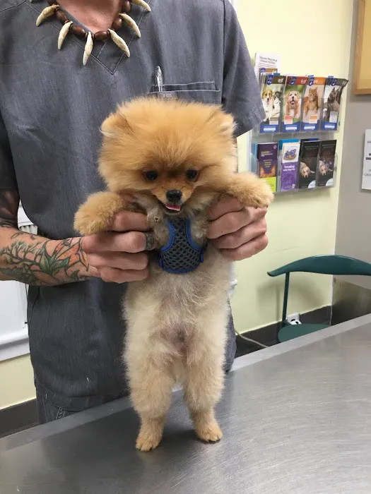 Manhasset Animal Hospital 4