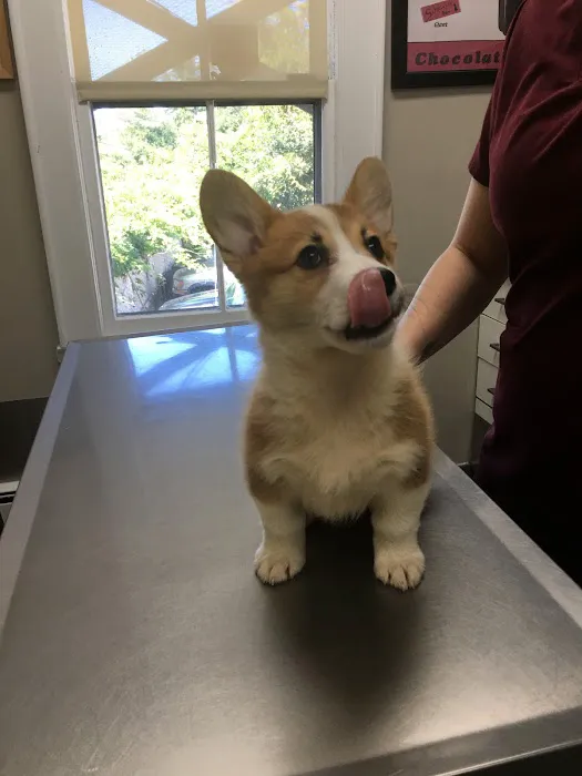 Manhasset Animal Hospital 6