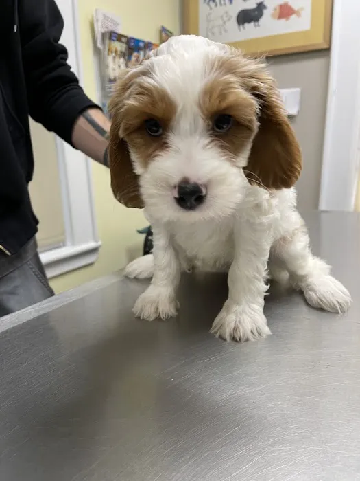 Manhasset Animal Hospital 7