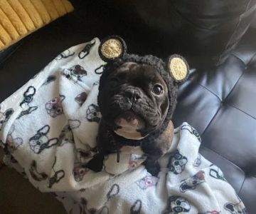 Pilgrim Pups