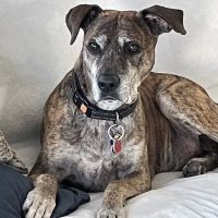 New Hyde Park Animal Hospital ico