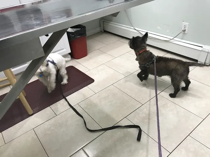 New Hyde Park Animal Hospital 7