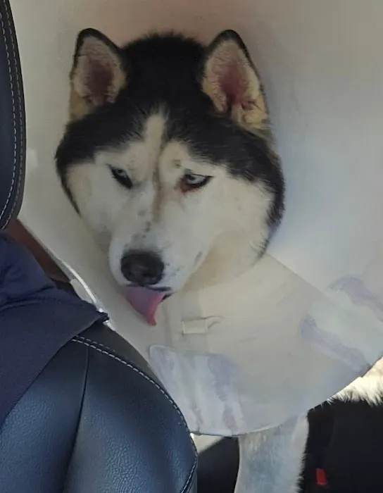 Animal Hospital of Elmont 3