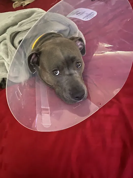 Animal Hospital of Elmont 6