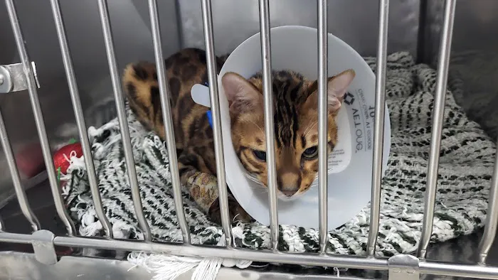 Animal Hospital of Elmont 7