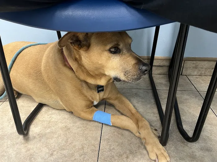 Quality Veterinary Care 9
