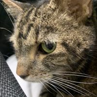 Quality Veterinary Care ico