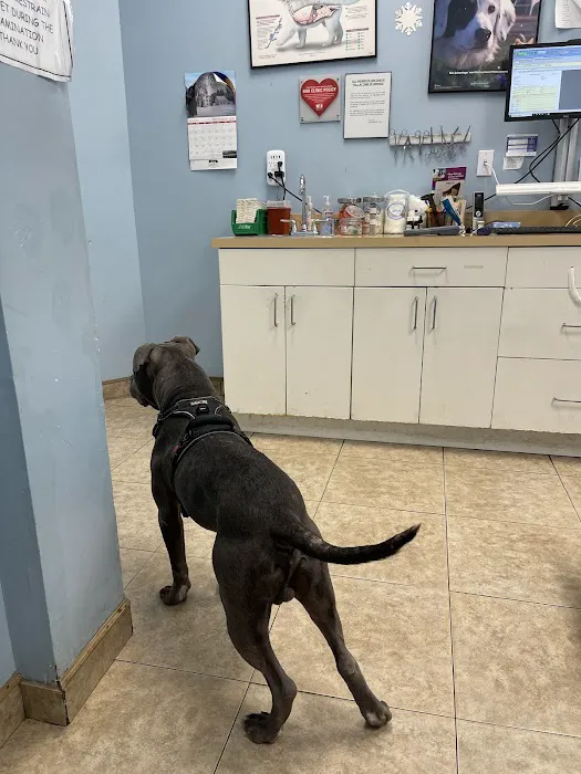 Quality Veterinary Care 2