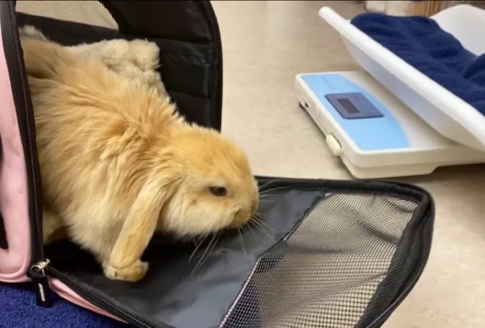 Catnip and Carrots Veterinary Hospital 2