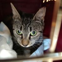 Catnip and Carrots Veterinary Hospital ico
