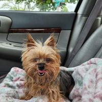 A & A Veterinary Hospital ico