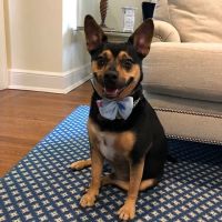Banfield Pet Hospital ico