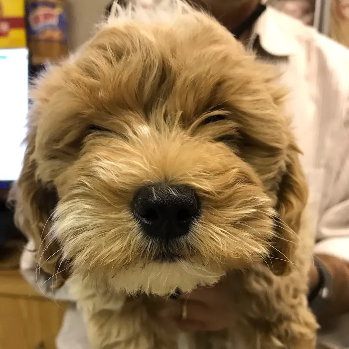Banfield Pet Hospital 3