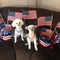 Garden City Park Animal Hospital ico