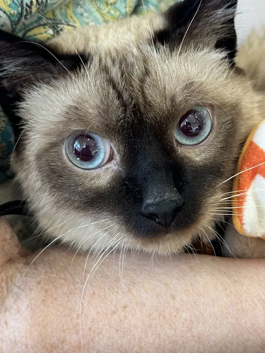 The Cat Doctor 9