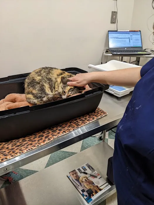 The Cat Doctor 10