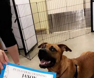 Vetco Vaccination Clinic