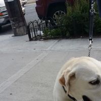 Howard Beach Animal Clinic PC ico