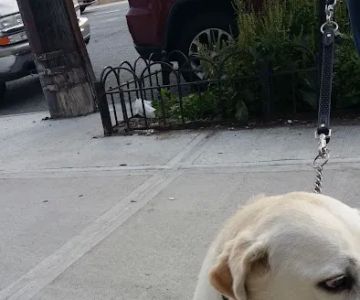 Howard Beach Animal Clinic PC