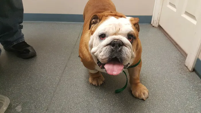 Howard Beach Animal Clinic PC 9