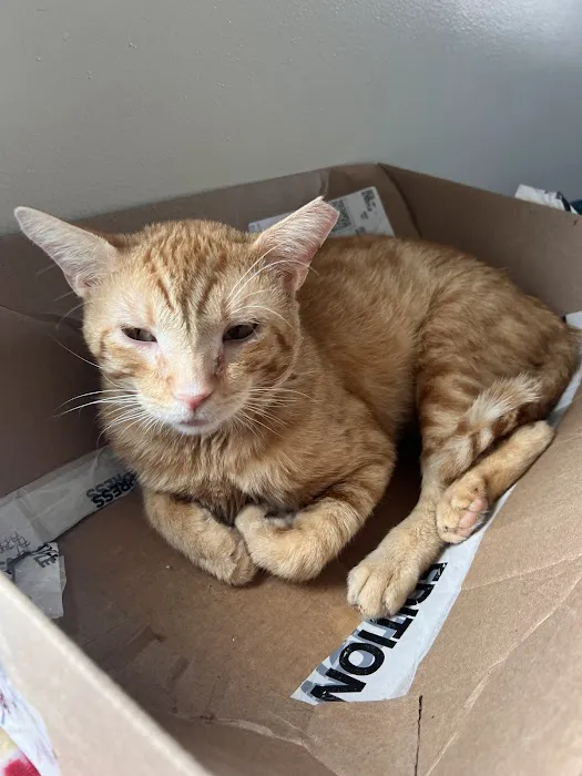 Howard Beach Animal Clinic PC 7