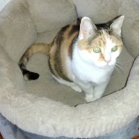 Merrick Blvd Animal Hospital ico