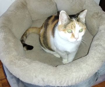 Merrick Blvd Animal Hospital
