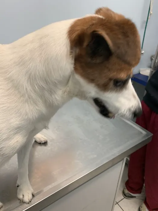 Merrick Blvd Animal Hospital 3