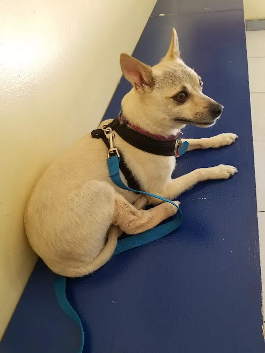 Merrick Blvd Animal Hospital 4
