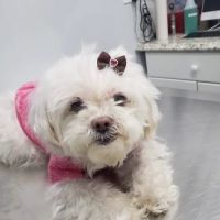 Value Veterinary Clinic ico