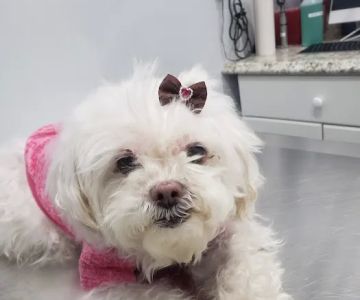 Value Veterinary Clinic