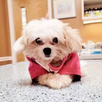Middletown Animal Clinic ico