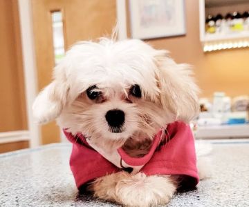Middletown Animal Clinic
