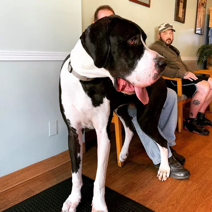 Middletown Animal Clinic 4