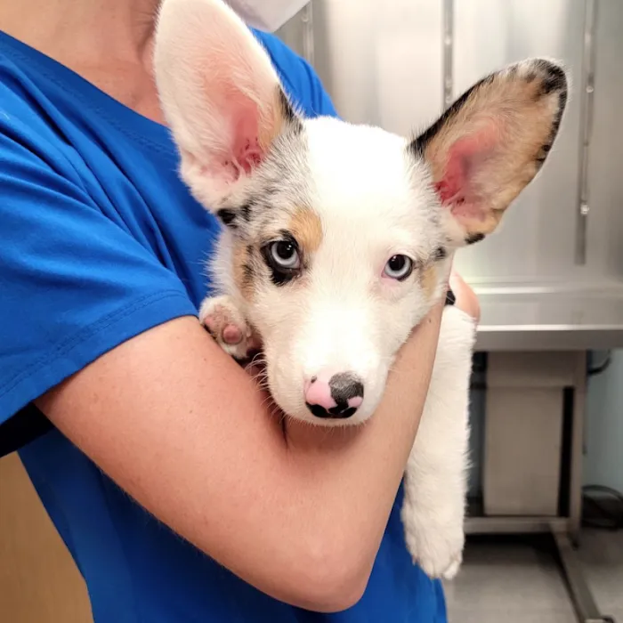 Middletown Animal Clinic 9