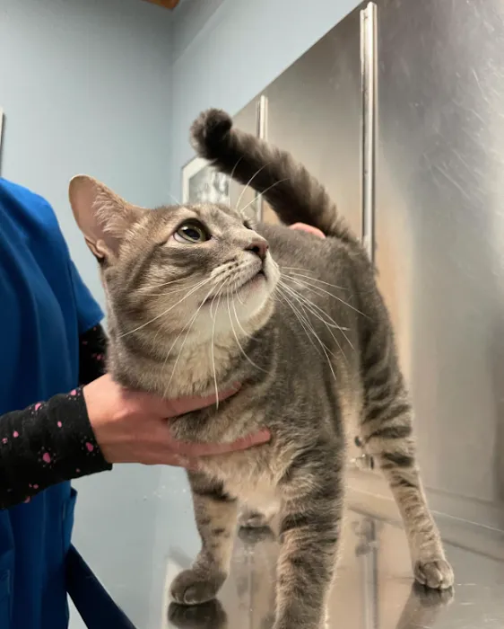 Middletown Animal Clinic 10