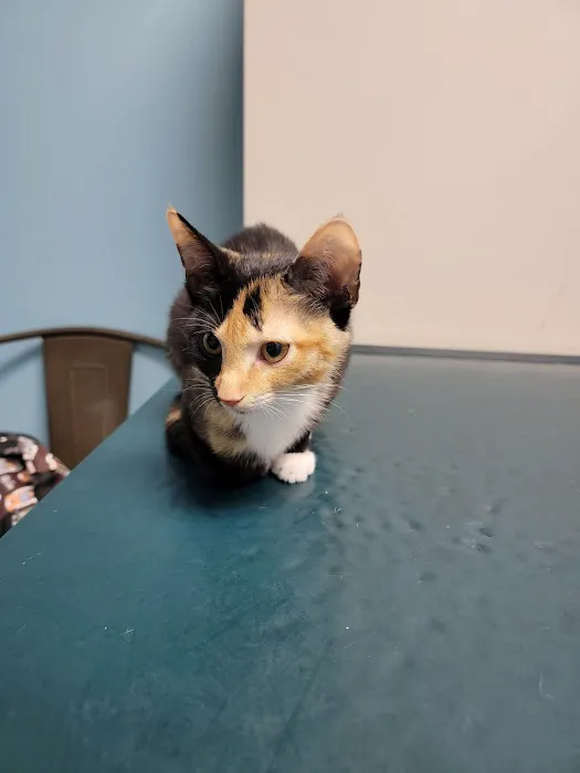 Bronx Veterinary Center of Eastchester Road 5