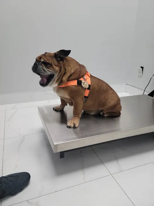 Bronx Veterinary Center of Eastchester Road 2