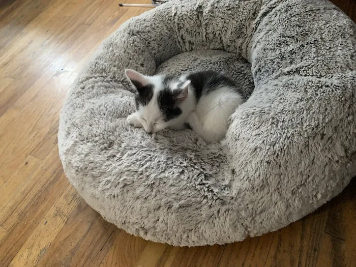 Bronx Veterinary Center of Eastchester Road 1