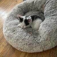 Bronx Veterinary Center of Eastchester Road ico