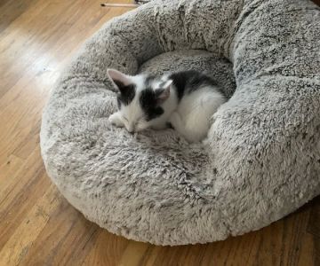 Bronx Veterinary Center of Eastchester Road