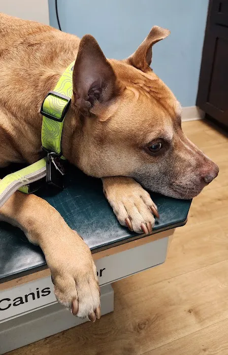 Bronx Veterinary Center of Eastchester Road 6