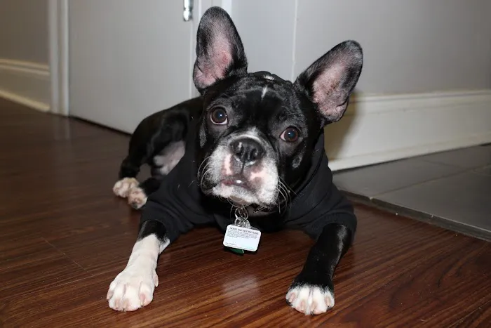 Bronx County Animal Hospital 7