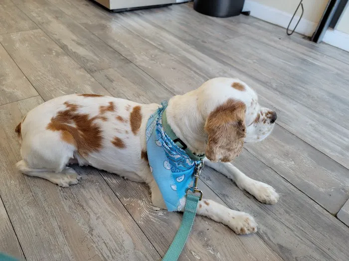 Bronx County Animal Hospital 4