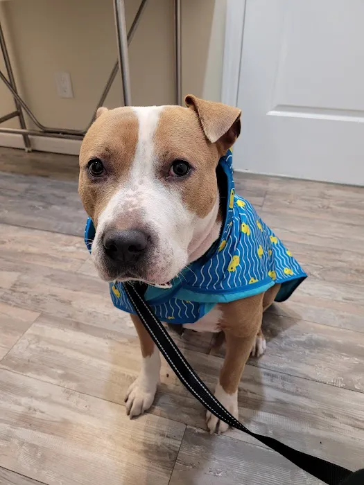 Bronx County Animal Hospital 3