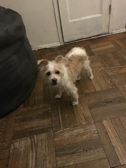 Bronx County Animal Hospital 10